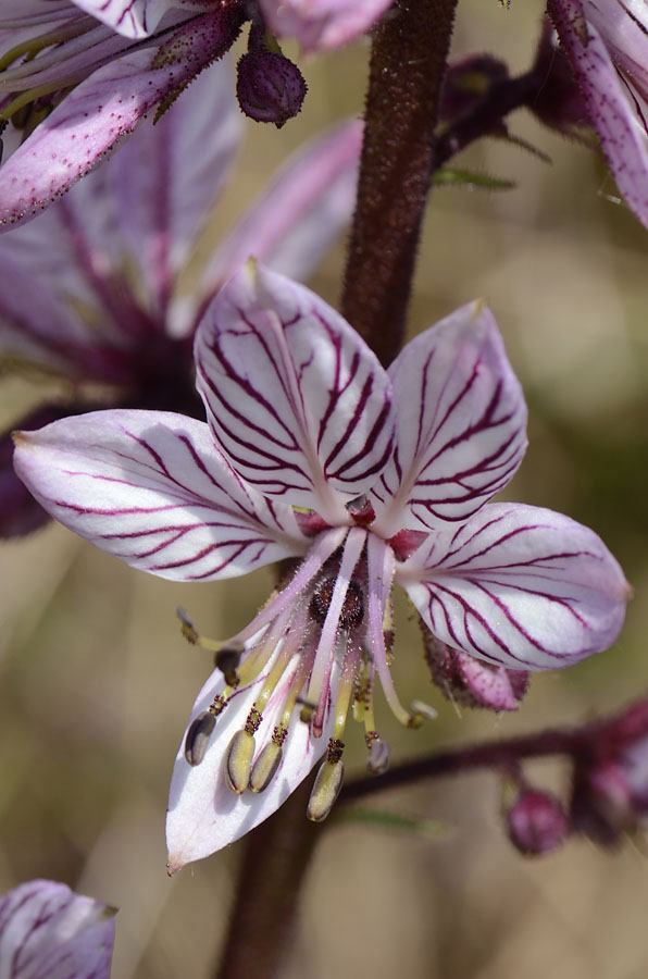 Dictamnus albus / Limonella